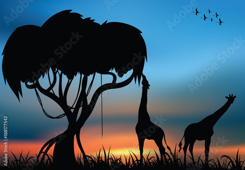 Photography African savanna and giraffes