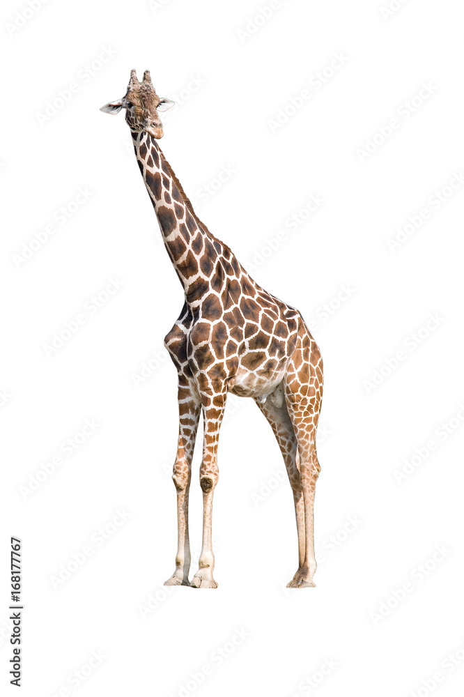 Fototapeta premium Giraffe (Giraffa camelopardalis)