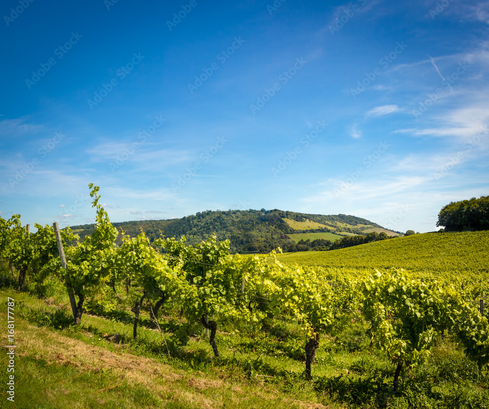 View Across a Sunny Vineyard