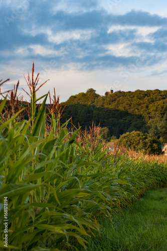 Maisfeld bei Windeck/Sieg photo