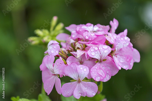 Fototapeta Naklejka Na Ścianę i Meble -  Pink geranium