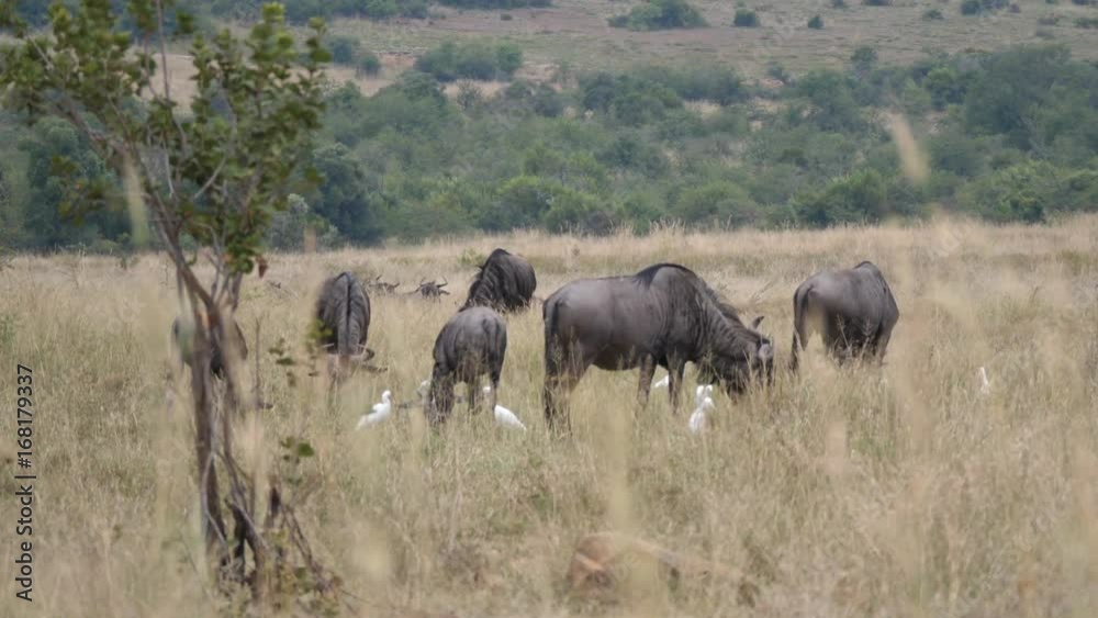 Group of wildebeest in the Pilanesberg Game Reserve South Africa Group of wildebeest in the Pilanesberg Game Reserve South Africa