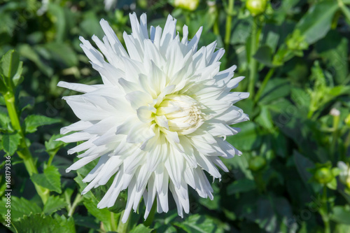 Fototapeta Naklejka Na Ścianę i Meble -  summer time white dahlia flower