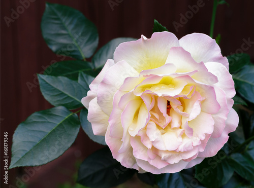 A gentle rose in the garden on a dark background