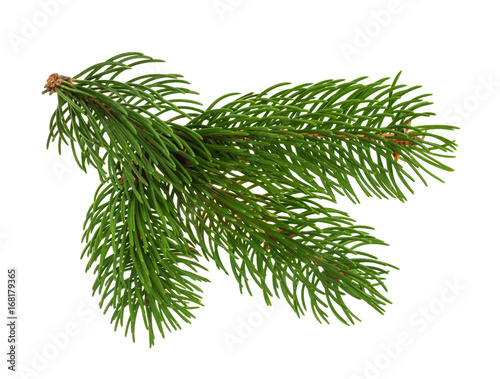 Pine tree isolated on white without shadow