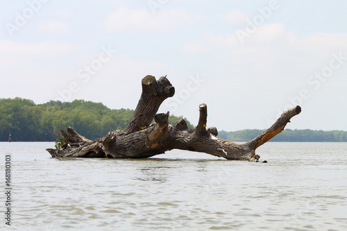 Giant fallen tree log driftwopod in Danube River in calm sunny day