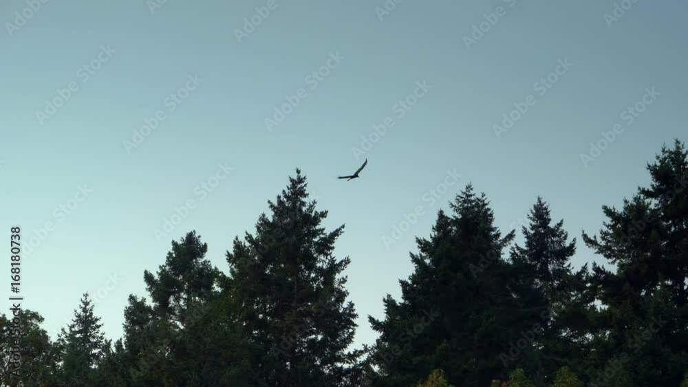 4K Hawk Soaring High in Grey Sky, Dark Tree Silhouettes Slow Motion 4K Hawk Soaring High in Grey Sky, Dark Tree Silhouettes Slow Motion