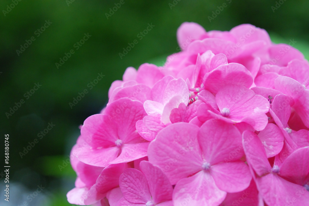Fototapeta premium あじさい