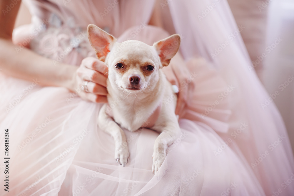 White chihuahua sits on woman's knees