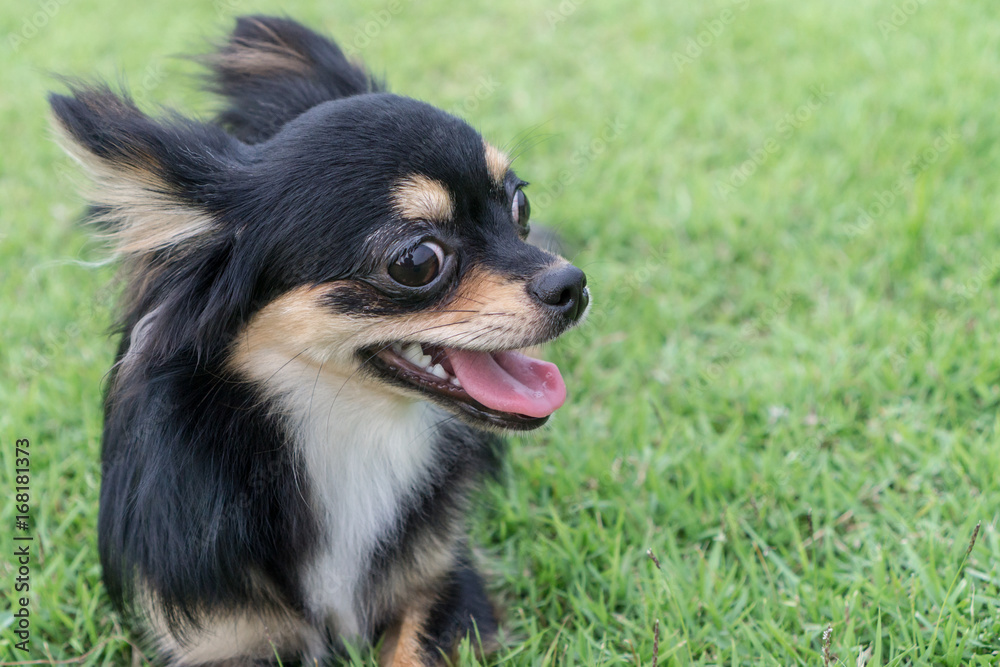 Chihuahua is sitting on the lawn.