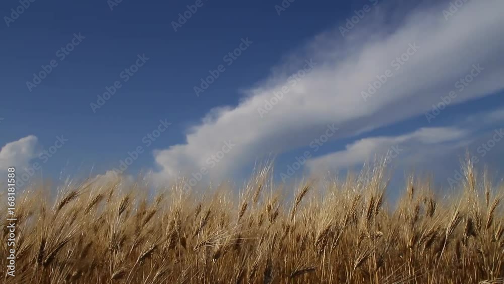 wheat closeup against blue, cloudy sky wheat closeup against blue, cloudy sky