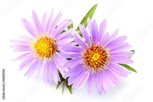Purple asters close-up isolated.Lady in Blue; Purple Dome.