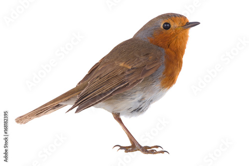 Fotografie, Obraz European robin (Erithacus rubecula)