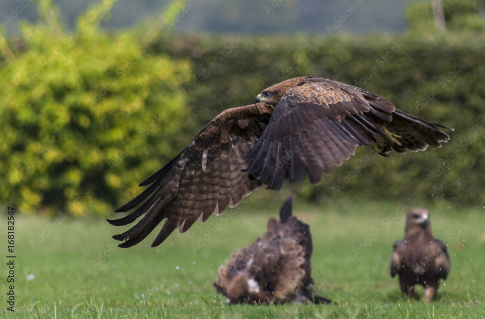 Fototapeta premium Wild Eagle flying