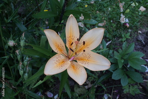 lily orange photo