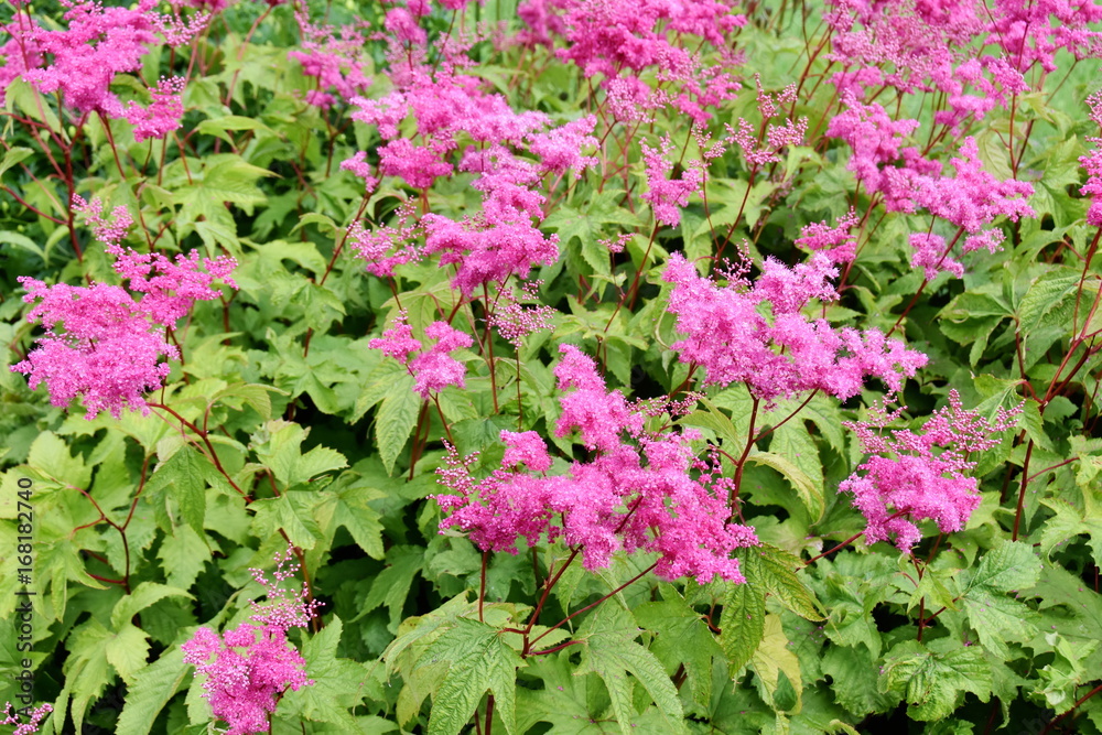 Purple meadowsweet Filipendula purpurea flowering in a garden Purple meadowsweet Filipendula purpurea flowering in a garden