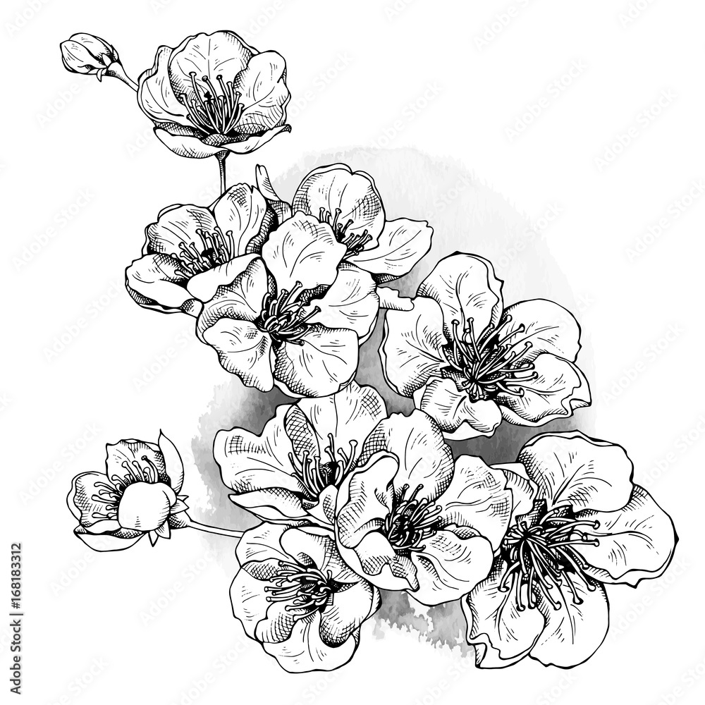 Flowers of cherry. Vector black and white illustration. Stock Vector ...