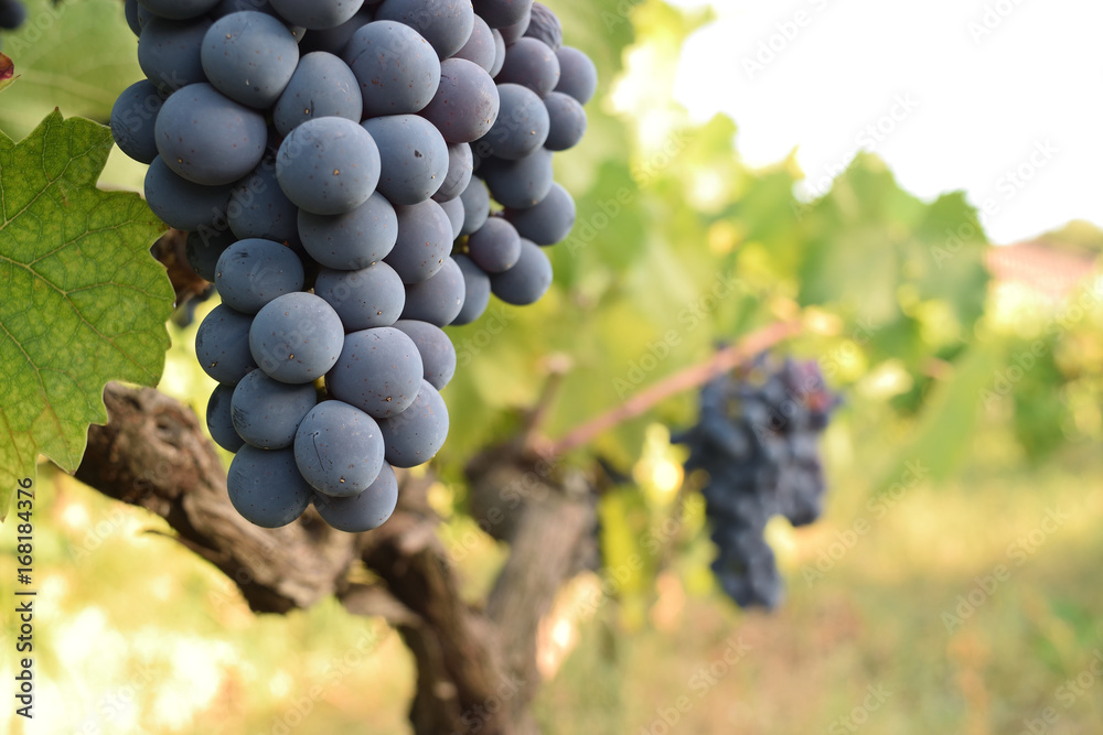 Fototapeta premium Bunch of ripe grapes still on the vine