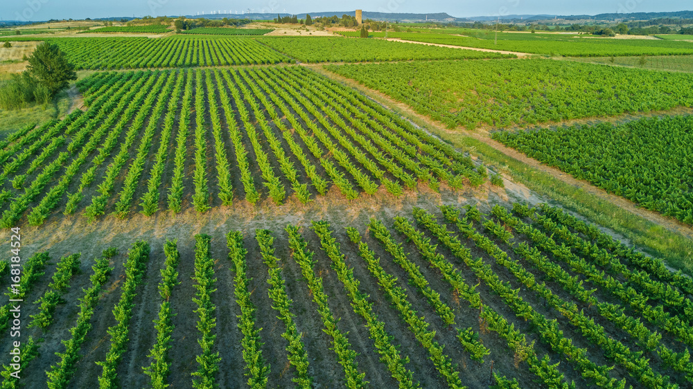 Aerial top view of vineyards landscape from above background, South France

