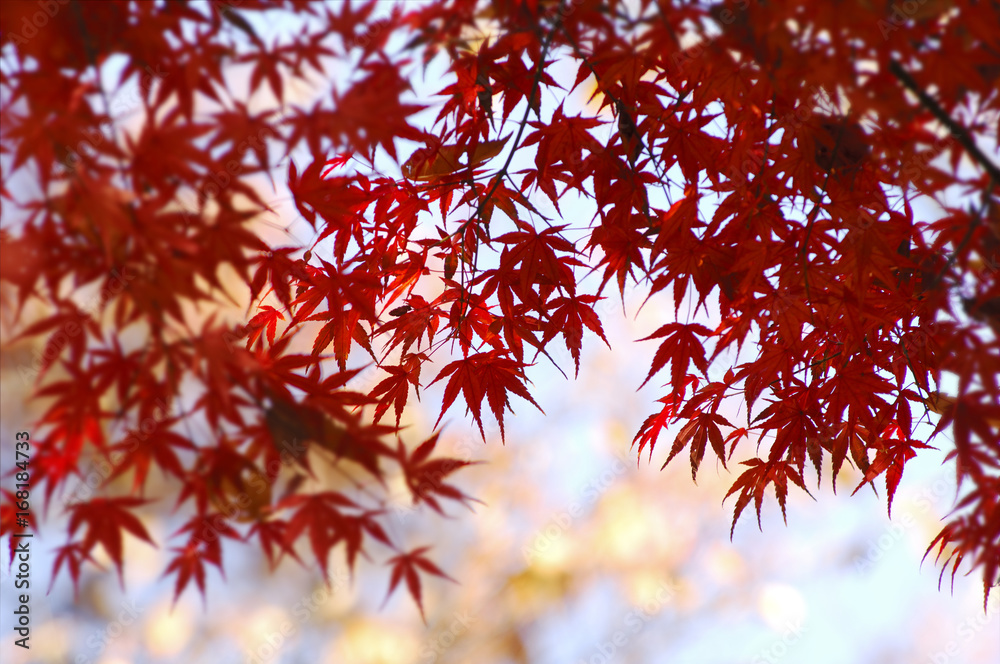 紅葉