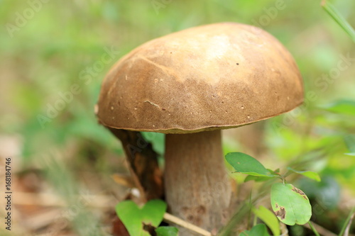 Wild mushroom © mex99