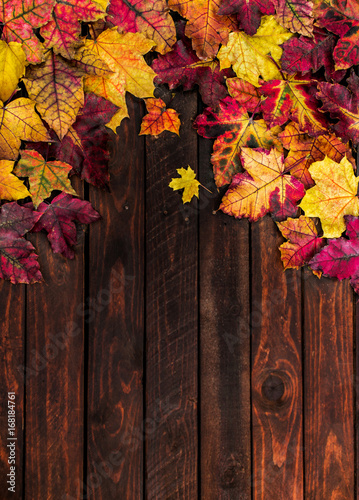 Autumn - Colorful  Leaves Background