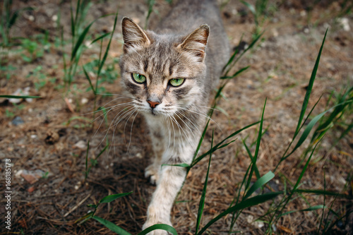 Wallpaper Mural Serious little cat looking and going to camera Torontodigital.ca