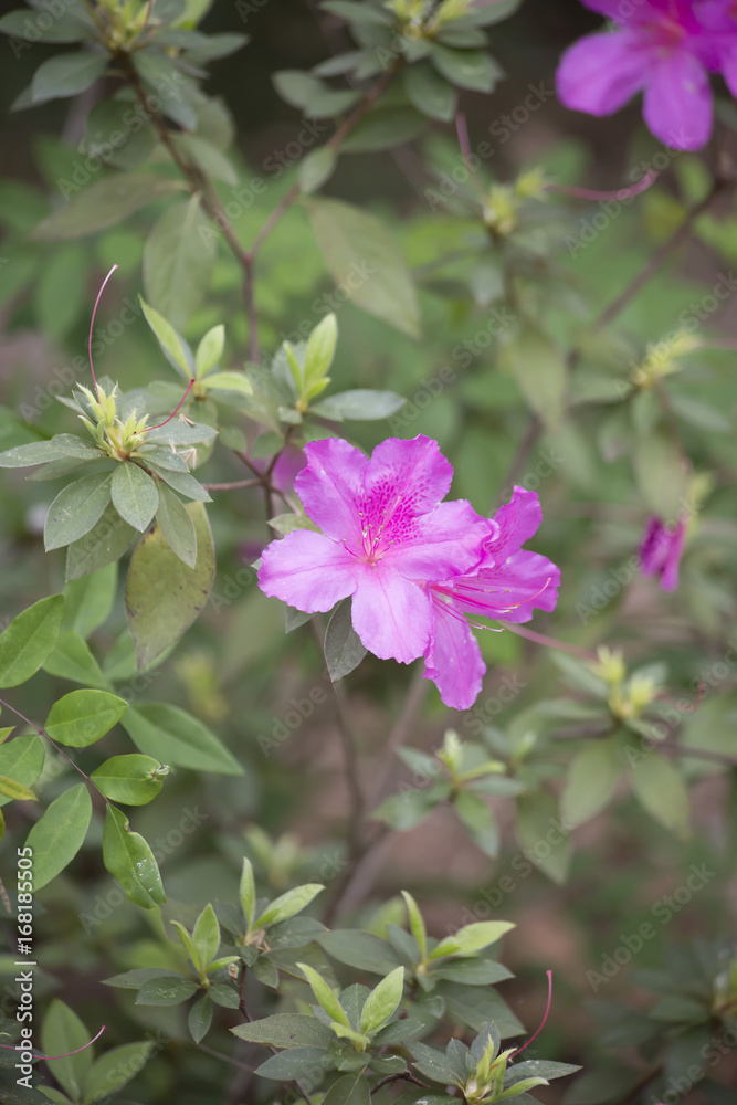 Azaleas Azaleas