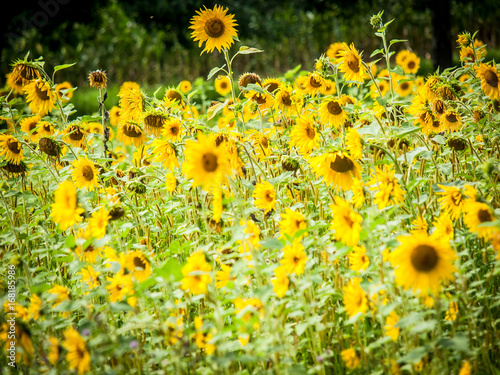 Sonnenblumenfeld