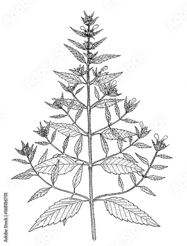 galeopsis ladanum botanical illustration