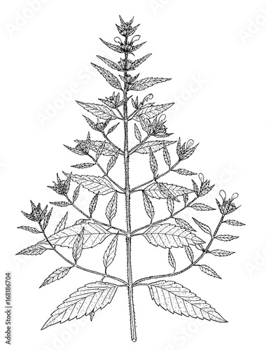 galeopsis ladanum botanical illustration photo