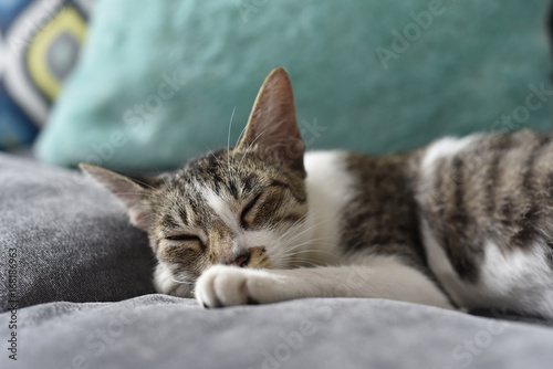 Fototapeta Naklejka Na Ścianę i Meble -  Cat Sleeping on the sofa