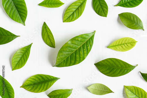 Flat lay green leaf on white wood background