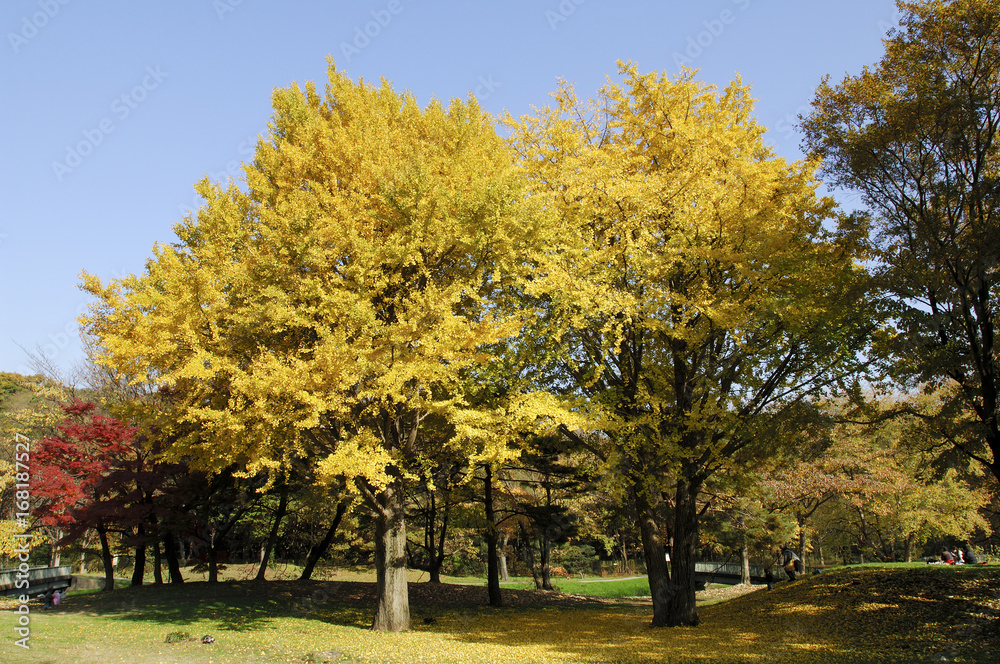 紅葉の銀杏