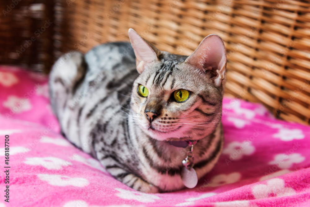 Obraz premium Cat with yellow eyes is laying in the basket