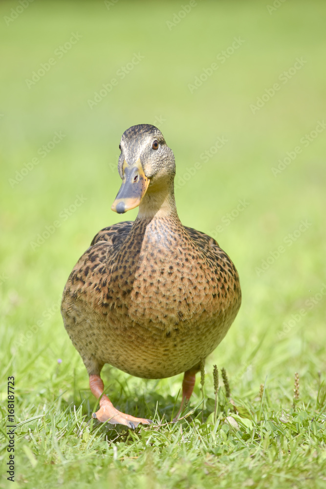 funny duck postcard funny duck postcard