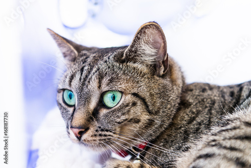 Lean and athletic Bengal Cat with Blue Eyes