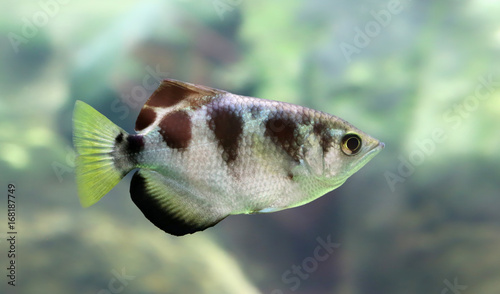 Close-up view of a Banded Archerfish (Toxotes jaculatrix) photo