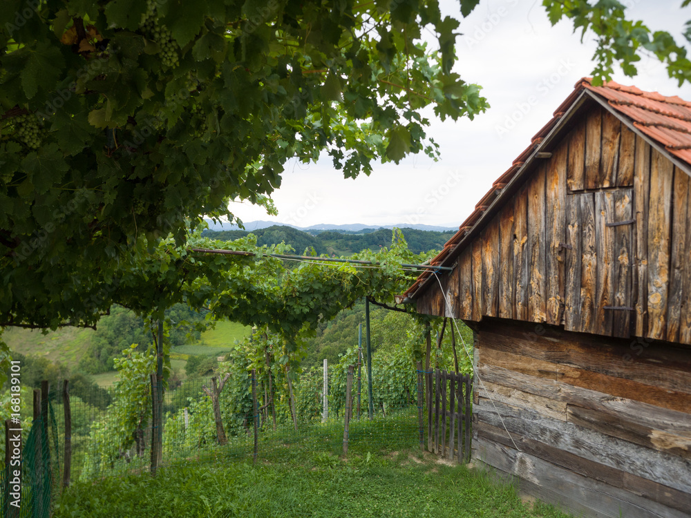 Obraz premium Hrvatsko Zagorje - Weinberge