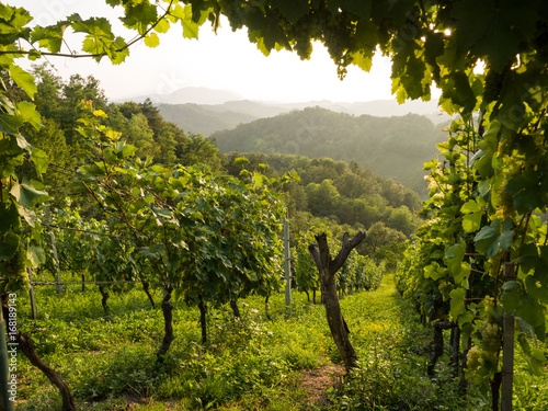 Hrvatsko Zagorje - Weinberge