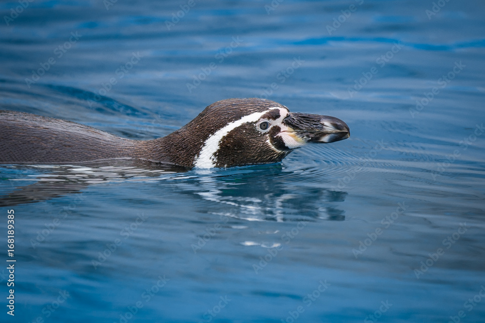 Naklejka premium penguin