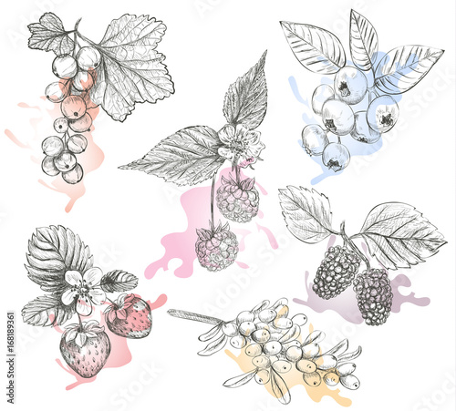 Sketch Berries set vector illustration. Hand drawing a berries collection. Berries: raspberry, strawberry, currant, mulberry, sea buckthorn