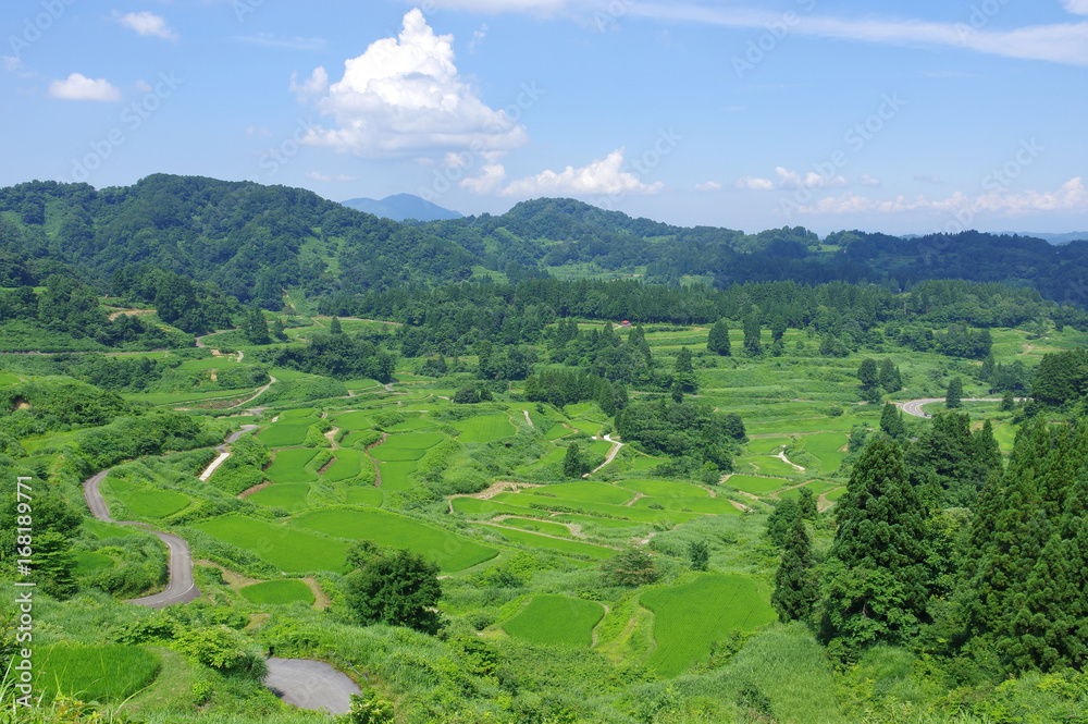 Fototapeta premium 夏の星峠の棚田