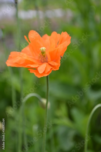 Orange decorative poppy