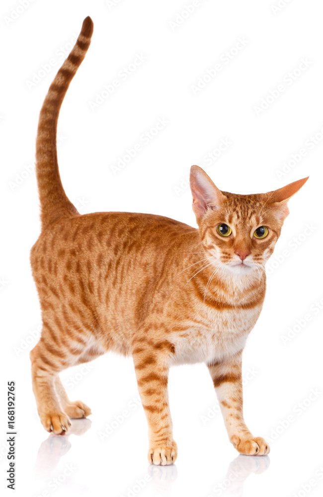 Ocicat red cat on a white background, studio photo