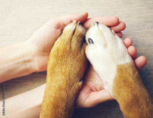 Dog paws and human hand close up, top view. Conceptual image of friendship, trust, love, help between the person and a dog photo