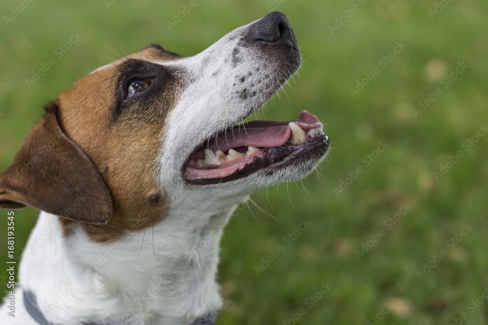 Portrait of Jack Russell Terrier dog on green grass, looking up