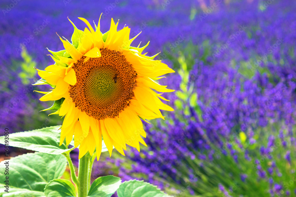 Obraz premium Flower sunflower growing on a lavender field.