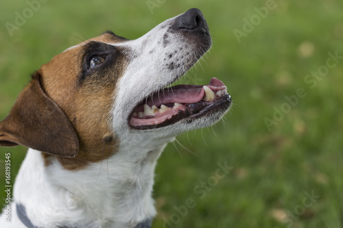 Fototapeta Naklejka Na Ścianę i Meble -  Portrait of Jack Russell Terrier dog on green grass, looking up