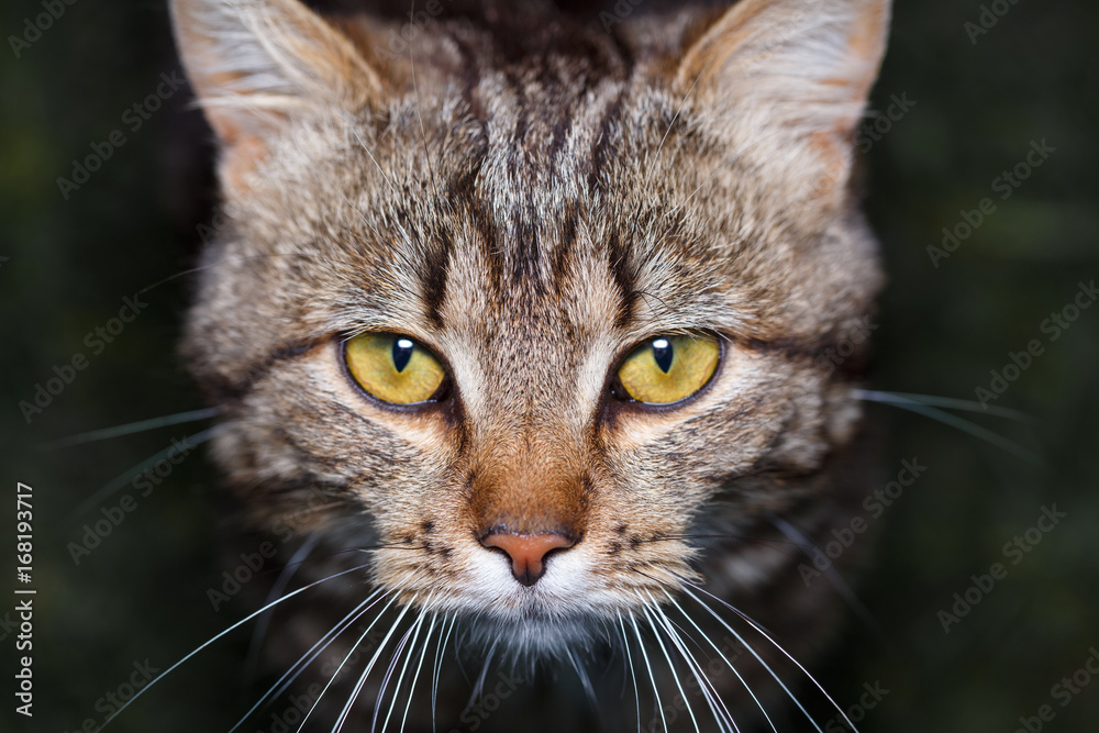 bicolor stripes cat with yellow eyes